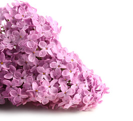 Obraz premium Beautiful lilac flowers on white background