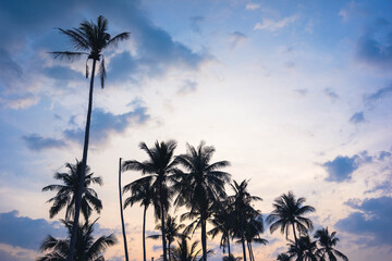 Fototapeta na wymiar Tropical coconut palm tree silhouette at sunset. evening sky with palm.