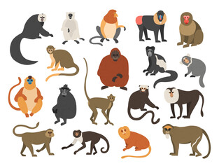 Cartoon monkeys. Exotic tropical animals. Different types of primate breeds. Mandrill and bekantan. Climbing lemur. Funny chimpanzee or orangutan. Furry apes with tails. Vector fauna set © SpicyTruffel