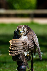 Greifvogel