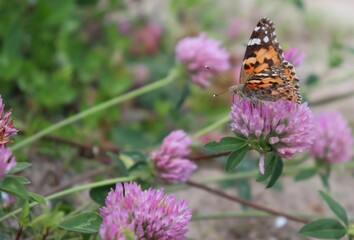 An orange Scarce tortoiseshell (Nymphalis xanthomelas) butterfly feeding on a trefoil flower. Visible eyes, proboscis and antennae. Pollination. Macro, closeup, copy space.