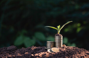 The pile of coins is placed on the soil and a plant grows on top in nature background.