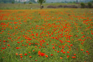 A field with seasonal flowers and herbs near the city.