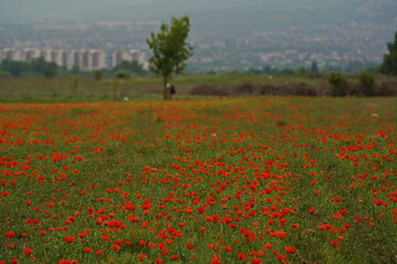Fototapeta na wymiar A field with seasonal flowers and herbs near the city.