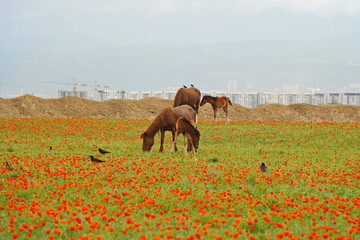 Almaty, Kazakhstan - 05.20.2021 : Horses graze in a poppy field against the backdrop of an urban...