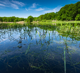 Summer green forest pond landscape. Forest pond in summer. Summer green forest pond water. Summer pond