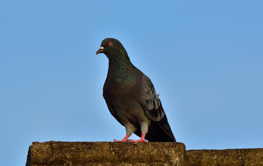  rock pigeon is a member of the bird family Columbidae (doves and pigeons)