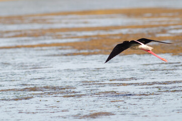 Black-winged stilt fly low on water surface
