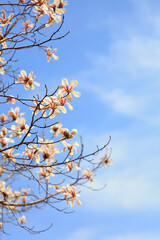 Blooming magnolia flowers in the blue sky