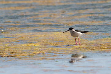 Black-winged stilt walking on lagoon look on camera