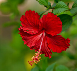 china rose flower in a garden