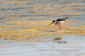 Black-winged stilt walking on lagoon look on camera