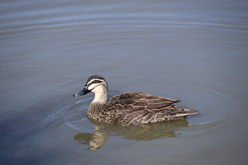 A pacific black duck causing ripples in a lake on a sunny day