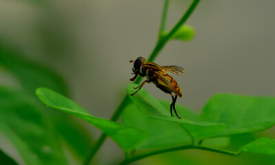 spider and mane insect their natural habitat