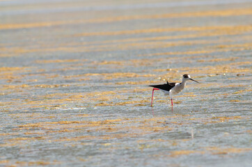 Black-winged stilt walking on lagoon look on camera