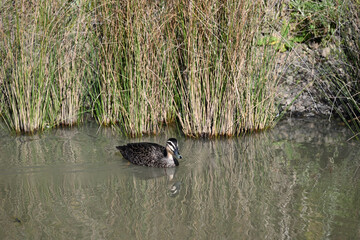 A pacific black duck swimming on mirror-like water, with reeds in the background