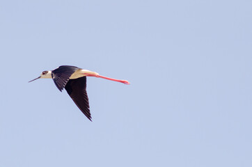 Black-winged stilt fly in sky