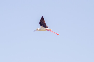 Black-winged stilt fly in sky
