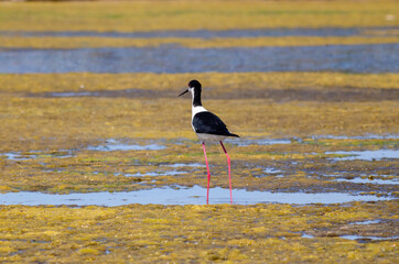 Black-winged stilt sit on wetland looking back.