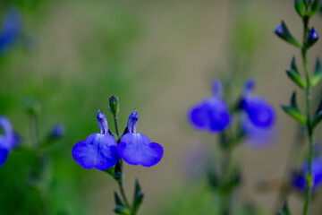 青紫色の花（マクロ）