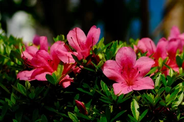 Fototapeten Azalee ツツジ（サツキ）の花  © firstocean