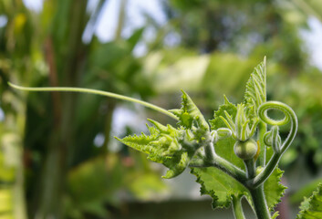 growing baby pumpkin in the garden