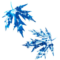 Autumn textured maple leaves isolated on white background botanical illustration for all prints.