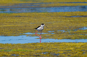 Black-winged stilt walking on lagoon and search food inside.