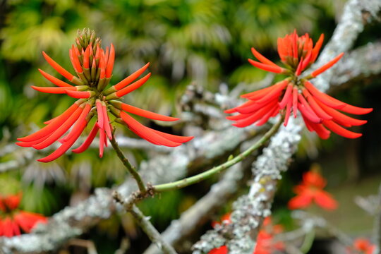 Brazil Sao Paulo - Botanical garden Erythrina speciosa flower - Coral tree - Flame tree