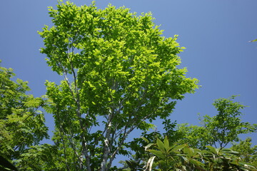 日本の岡山県の三十人ヶ仙の美しい風景