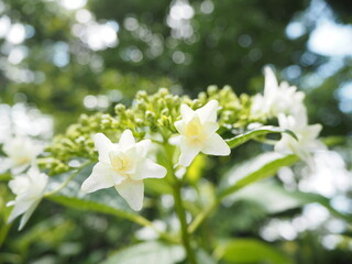 アジサイ（白）