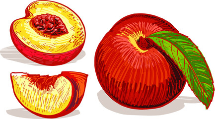 vector illustration set of peaches with leaves