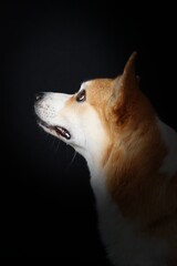 wels corgi isolated on black 