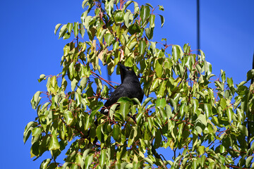 A pied currawong perched high up in a tree, looking into the distance
