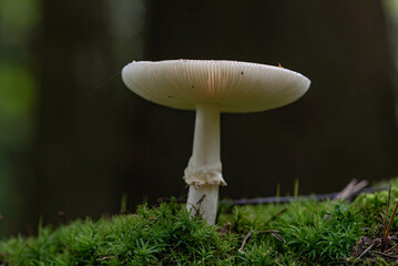 Organic autumn mushrooms with photographed in the forest close-up.