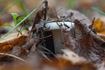 Organic autumn mushrooms with photographed in the forest close-up.