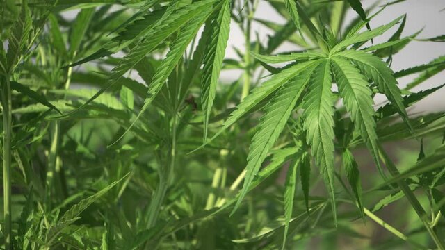 Cannabis outdoor farming windy tropical environment