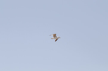Larus argentatus fly blue sky background
