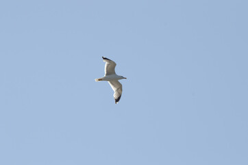Larus argentatus fly blue sky background