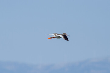 Common Redshank Tringa totanus blue sky background