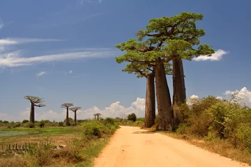 Schilderijen op glas Baobab trees near Morondava . Madagascar. Africa. © Rostislav
