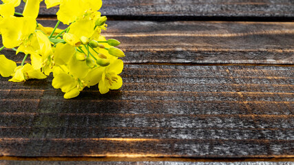 Rapes flower. Yellow rape flowers for healthy food oil on wooden background. Rapeseed plant, colza...