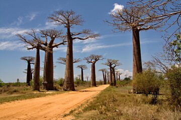 Obraz na płótnie Canvas Baobab trees near Morondava . Madagascar. Africa.