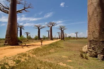 Foto op Canvas Baobab trees near Morondava . Madagascar. Africa. © Rostislav