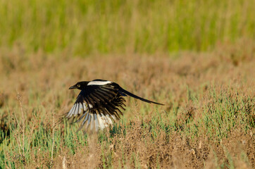 Eurasian magpie flyng low nature background