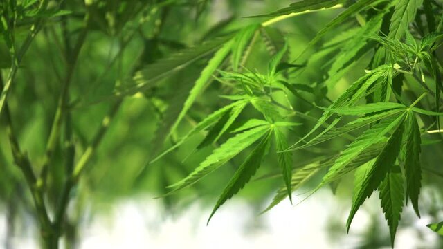 Cannabis outdoor farm, windy tropical environment