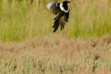 Eurasian magpie flapping wings
