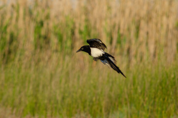 Eurasian magpie green yellow nature background
