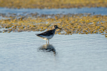 Western Sandpiper Calidris mauri search food on wetland