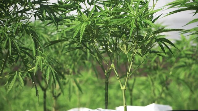 Windy outdoor marijuana farm nursery with dripping system